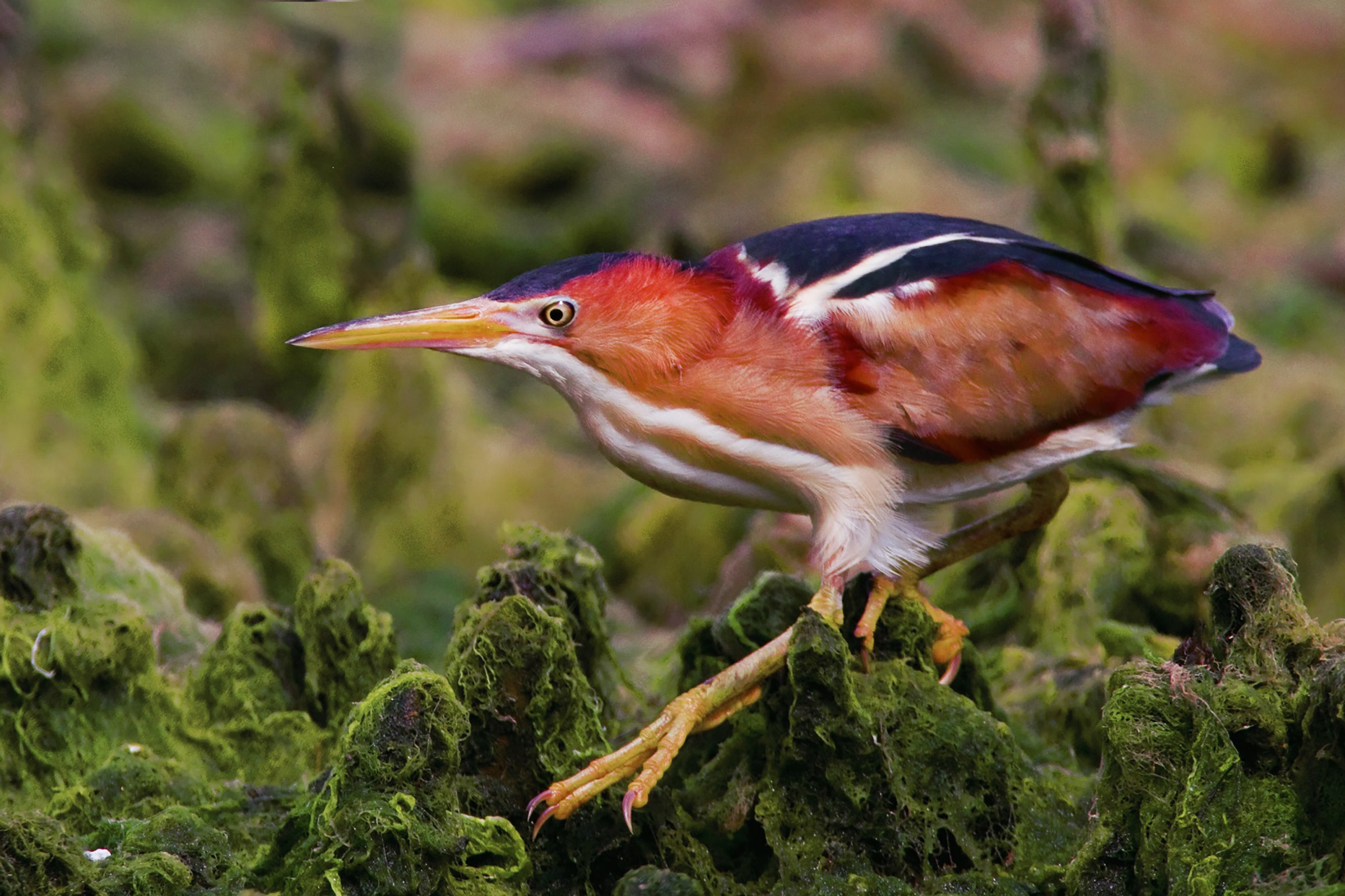 Least Bittern Audubon Field Guide 